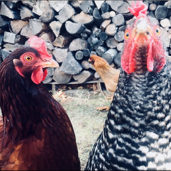 Meet your Posher, Ryan - Picture 1 of 1